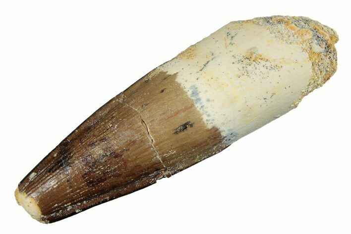 Fossil Spinosaurus Tooth - Real Dinosaur Tooth #264801